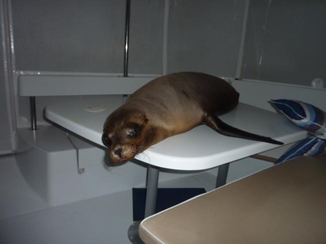 seal